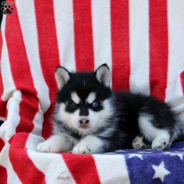 Grayson, Pomsky Puppy
